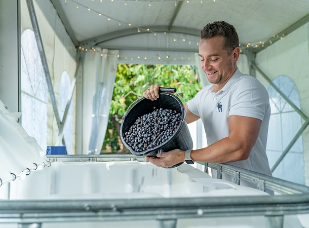 Adam pouring grapes